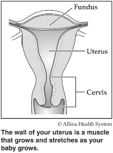 Second Trimester How Contractions Work Pregnancy Allina Health