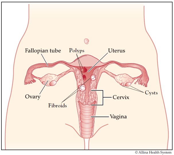 Female Reproductive System: Diagram