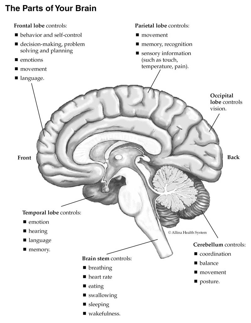 Understanding stroke: The parts of your brain