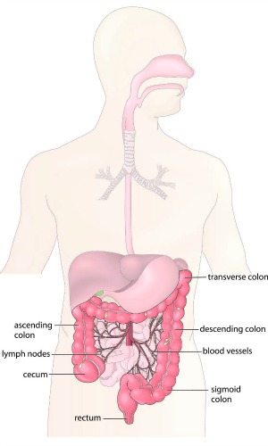 colon and rectum anatomy